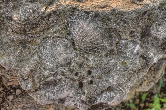 Devonian Fossil Gorge