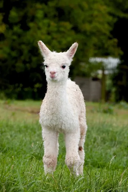 Baby alpaca
