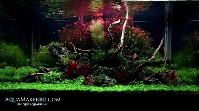Aquascape.bg - Всичко за акваскейпинга