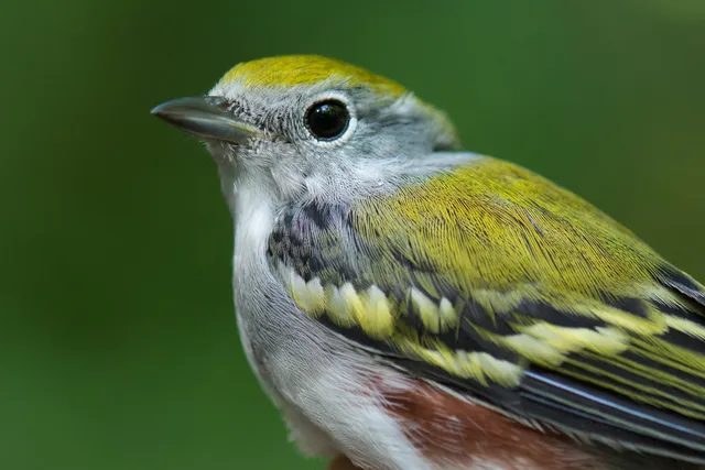 Burke Lake Banding Station