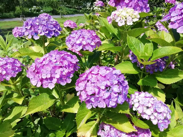 Iwamuroyunosato Park