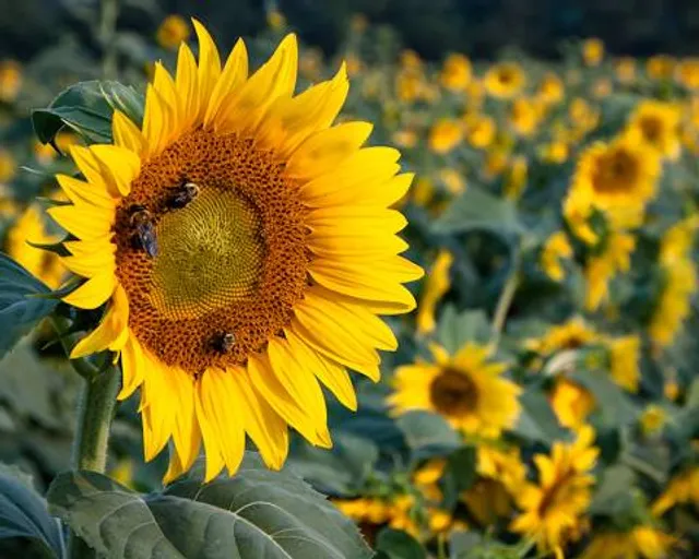 Hoyt Farm Nature Preserve