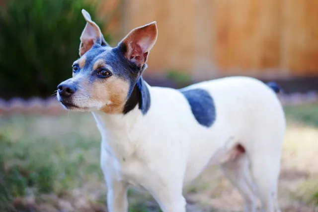 Paradise Veterinary Hospital