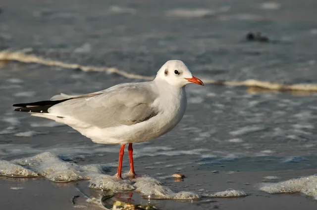 Appartement-Vermittlung Ott
