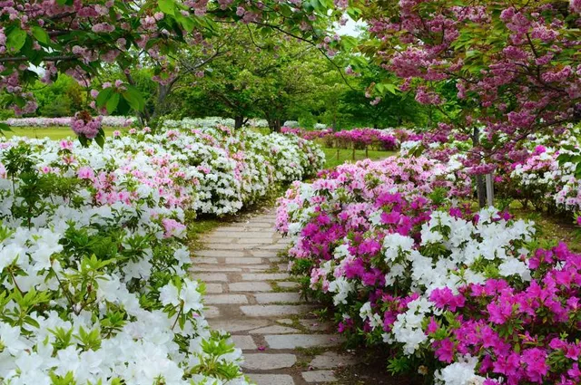 Azalea Garden