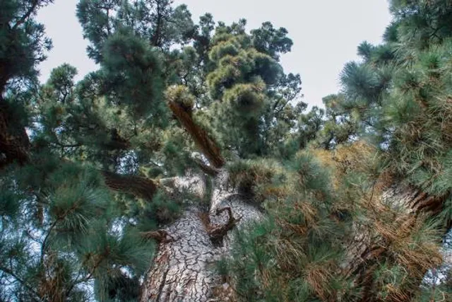 Castillo-Palacio de Magalia
