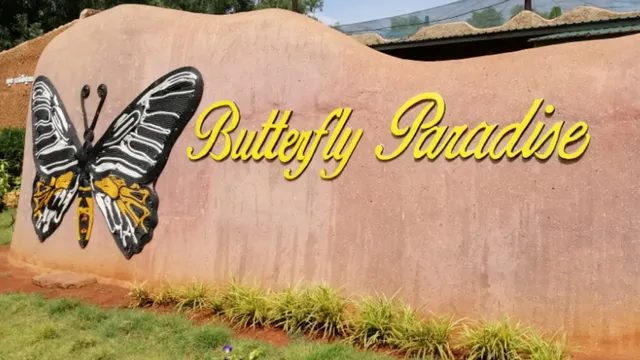 Butterfly Paradise