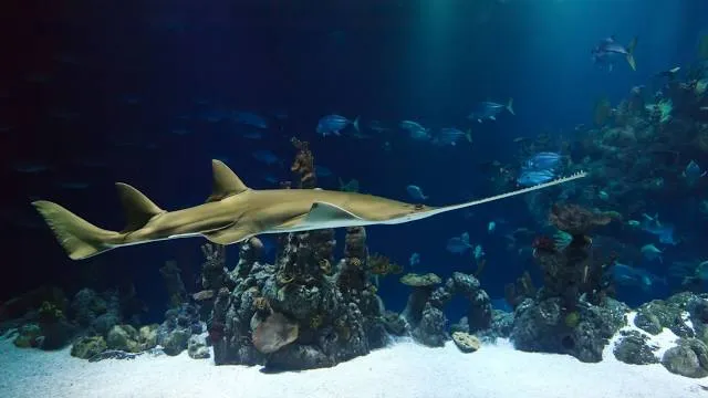 Sea Aquarium Bergen Aan Zee