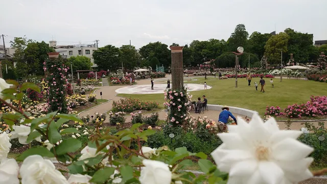 Wakasono Park Rose Garden
