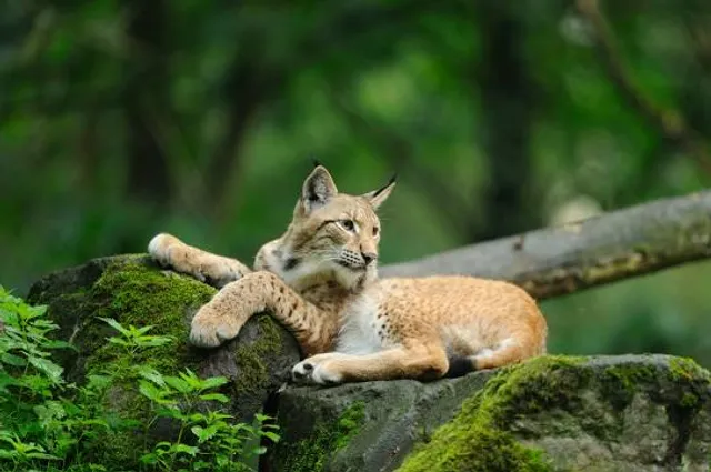 Wildpark Alte Fasanerie