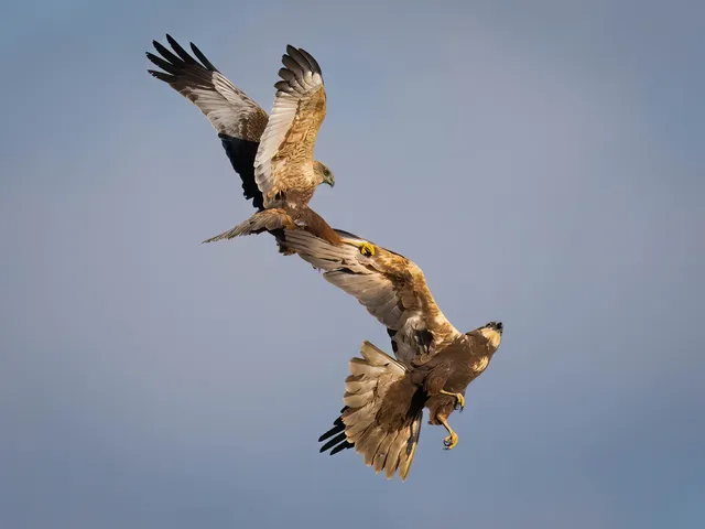 Abbey Farm, Bird Hide