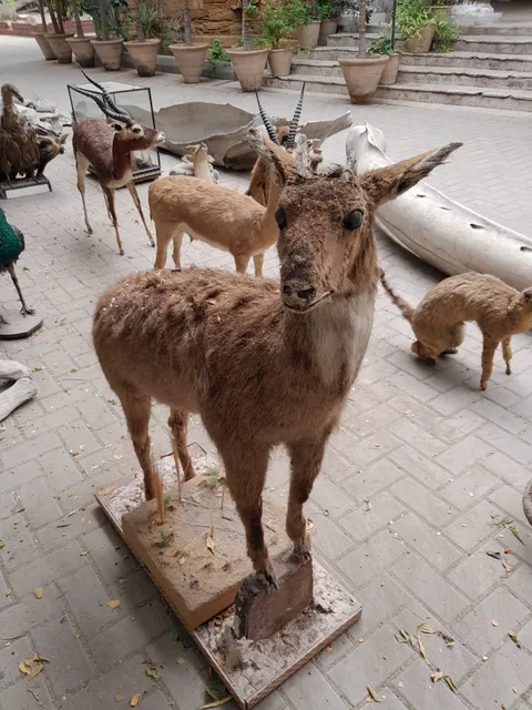 Sindh Wildlife Museum