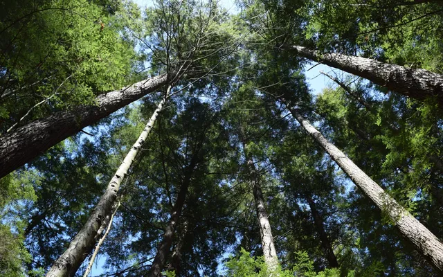 Saint Kateri National Shrine and Historic Site