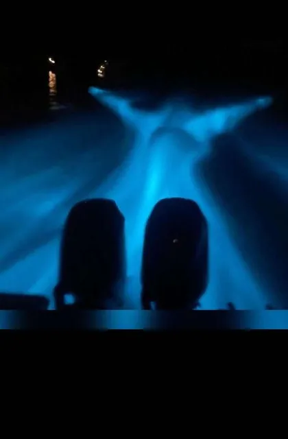 Bioluminescence Costa Rica