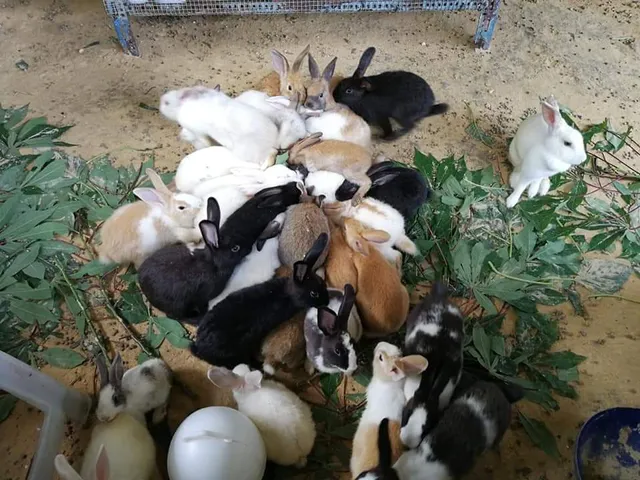 The Rainbow House - Rabbit and Stingless Bee Farm