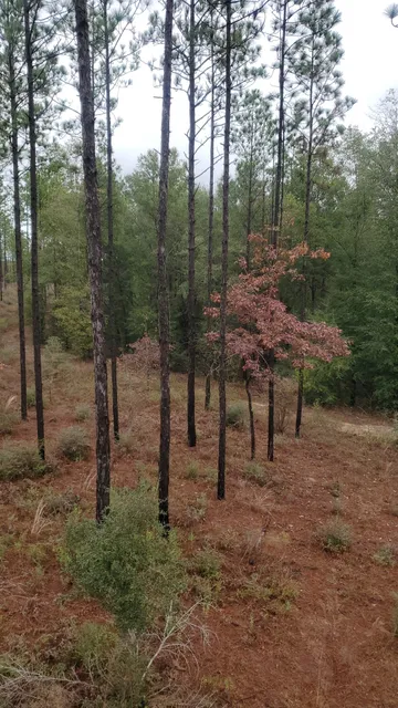Geneva State Forest Wildlife Management Area