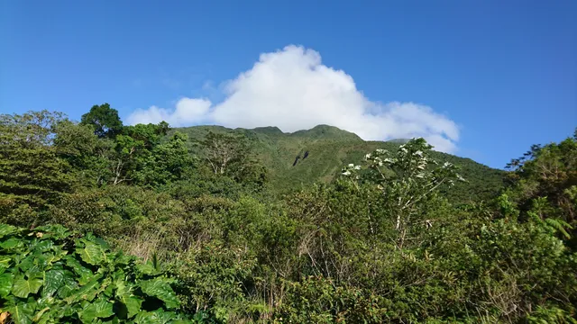 Central Forest Reserve