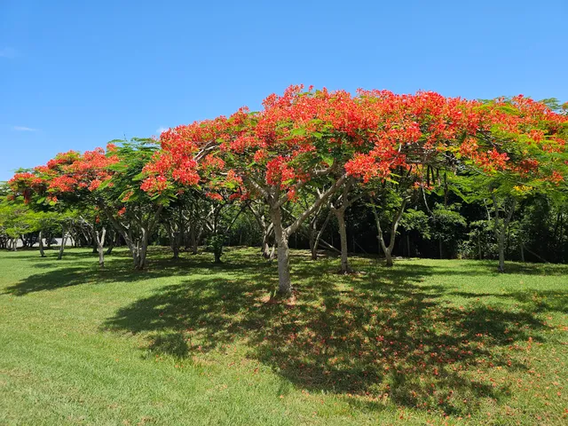 De Fiesta Restaurant