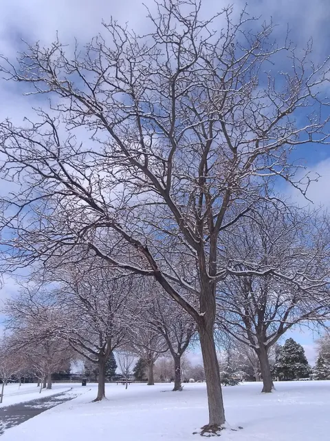 Snow Park Community Center