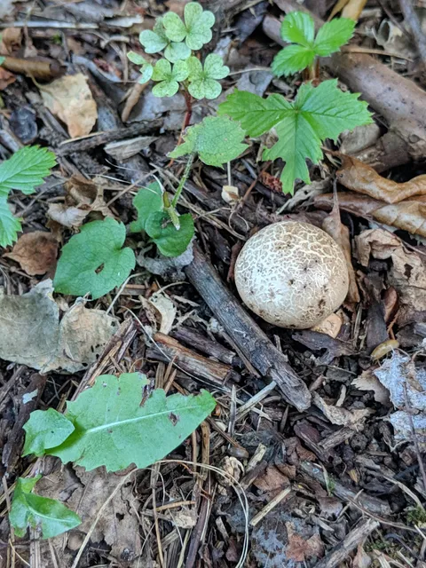 Maudslay Arts Center