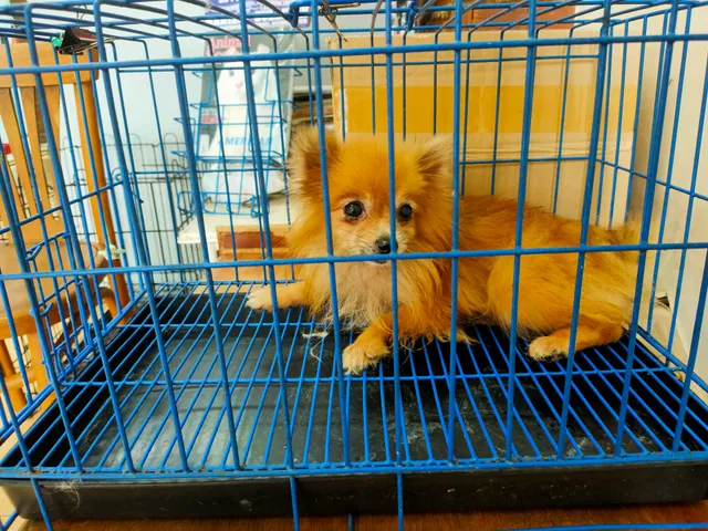 Pampolina Veterinary Clinic And Grooming Center