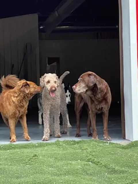 Carm's Dog house - Liverpool