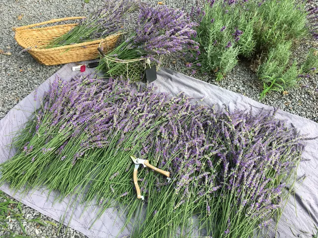 Rue Claire Lavender Farm & Artisan Chocolate