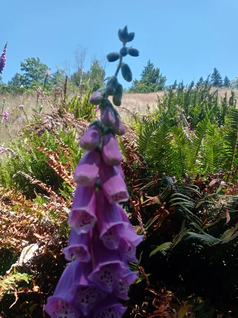 Beaver Bay Campground