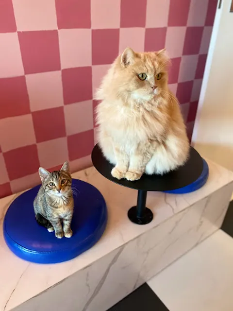 Cat Castle Cat Cafe & Hotel