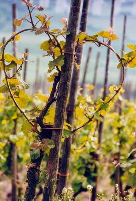 Wein & Ferienhaus Koch