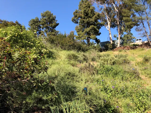 Sage Hill Native Plants & Wildlife Habitat