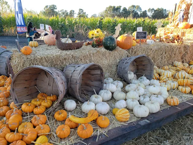 Petaluma Pumpkin Patch and Amazing Corn Maze