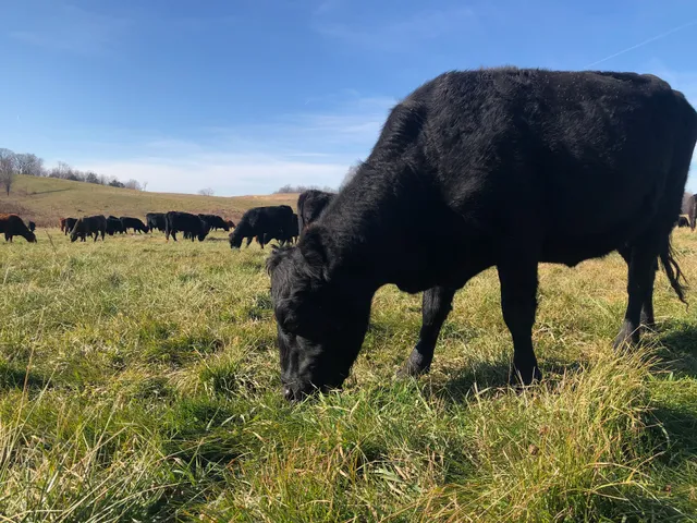 Iowa Farm Fresh Meats