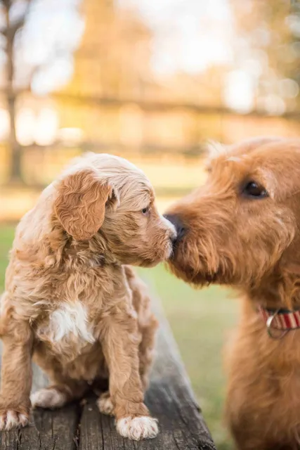 Creek Hill Farm - Doodle Puppies