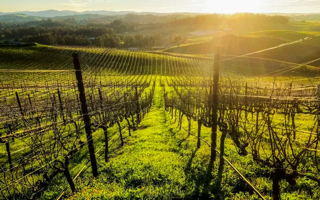 KARAH ESTATE VINEYARD