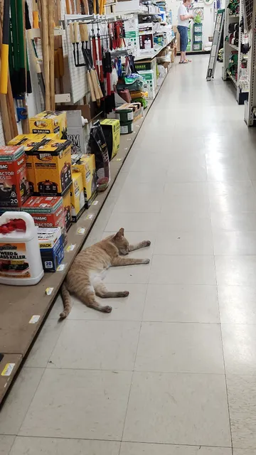 Lake Hardware and Feed