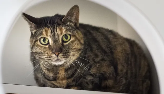 Scituate Animal Shelter of Massachusetts