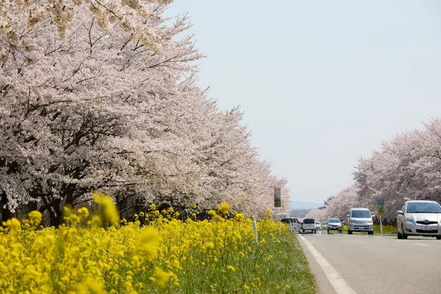 Nanohana Road 桜並木と菜の花ロード