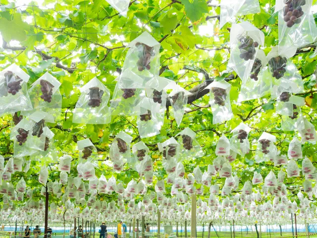 Tokorozawa Budoen Vineyard