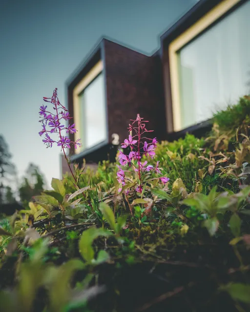 Arctic TreeHouse Hotel