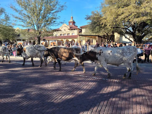 Fort Worth Herd
