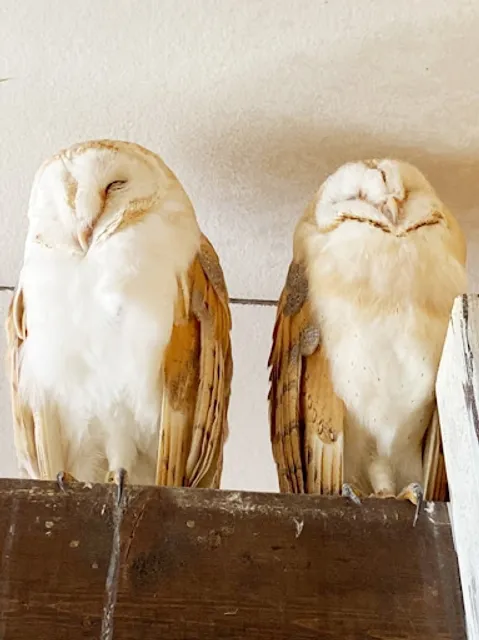 ふくろうのいるカフェ メンフ倶楽部