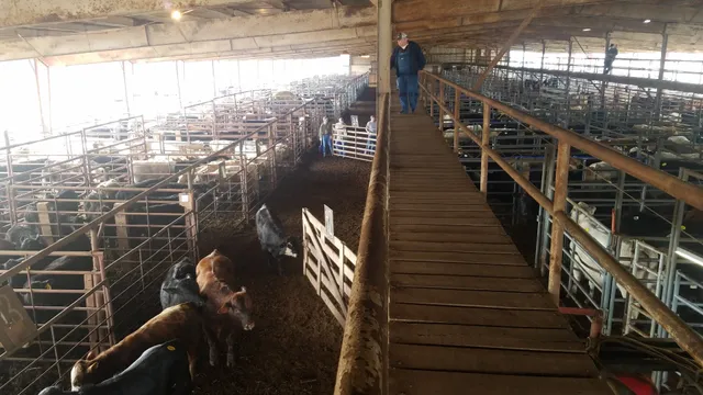 Tennessee Valley Livestock