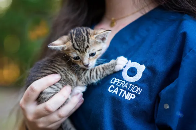 Operation Catnip of Gainesville