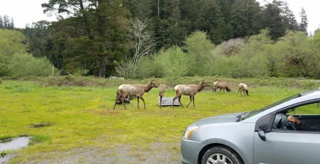 Elk Meadow Turnout