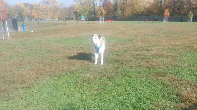 Lower Makefield Township Dog Park (Members Only)