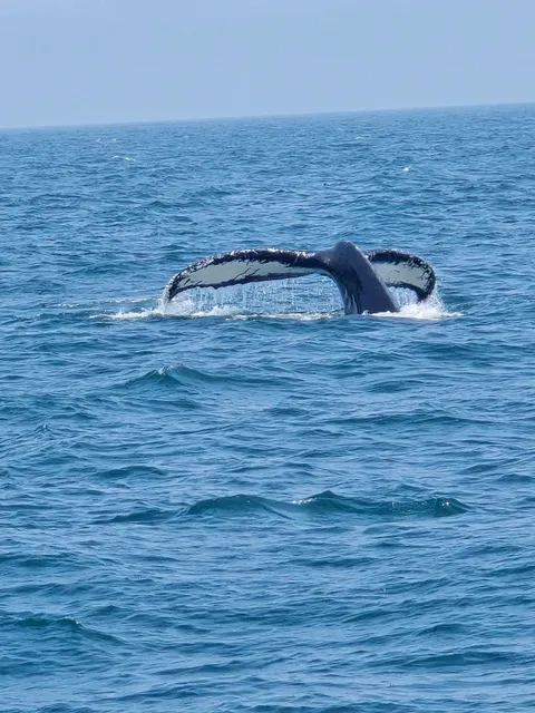 Provincetown Whale Watching