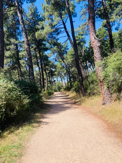 Senda del Camino Horizontal