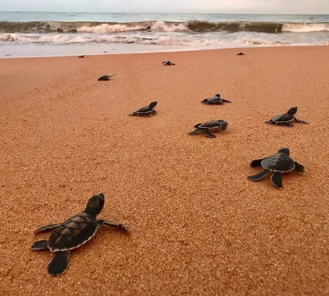 Kosgoda Sea Turtle Conservation Project