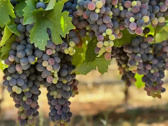 Skinner Vineyards' Green Valley Ranch